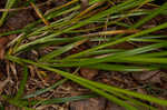 Oval-leaf sedge